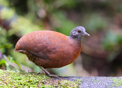 Crypturellus obsoletus