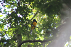 Trogon rufus chrysochloros