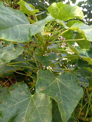 Barbados Nut
