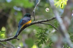 Trogon rufus chrysochloros