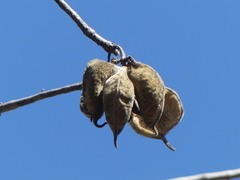 Sterculia africana