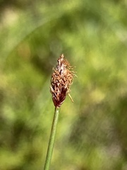 Eleocharis tenuis