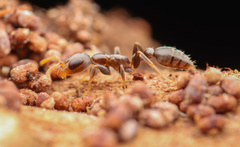 Pseudomyrmex cubaensis