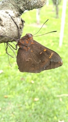 Brassolis sophorae