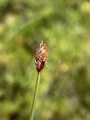 Eleocharis tenuis