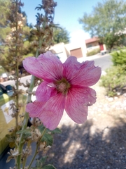 Alcea rosea