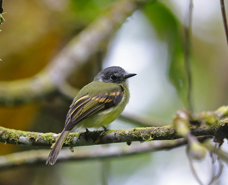 Inca Flycatcher (Leptopogon taczanowskii) photo