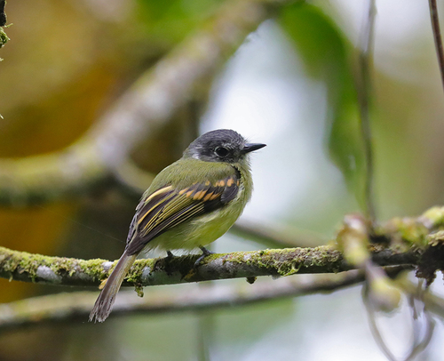 Inca Flycatcher