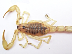 Androctonus amoreuxi