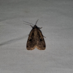 Eueretagrotis sigmoides