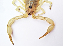 Androctonus amoreuxi