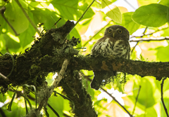 Glaucidium sanchezi