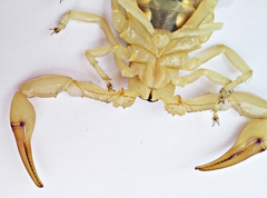 Androctonus amoreuxi