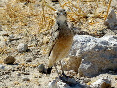 Chersomanes albofasciata erikssoni
