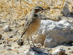 Chersomanes albofasciata erikssoni
