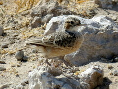 Chersomanes albofasciata erikssoni