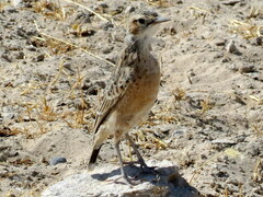 Chersomanes albofasciata erikssoni