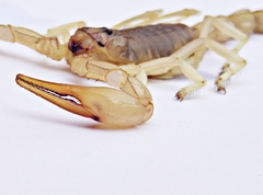 Androctonus amoreuxi