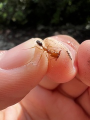 Odontomachus insularis