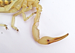 Androctonus amoreuxi