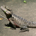 Eastern Water Dragon - Photo (c) Arthur Chapman, some rights reserved (CC BY-NC-SA)