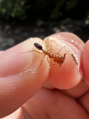 Odontomachus insularis