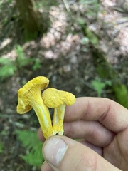 Cantharellus phasmatis