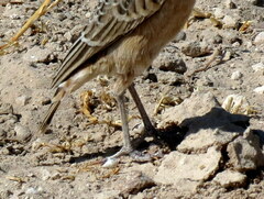 Chersomanes albofasciata erikssoni
