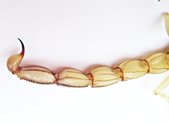 Androctonus amoreuxi