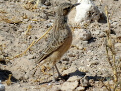 Chersomanes albofasciata erikssoni