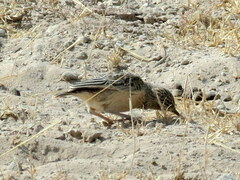 Chersomanes albofasciata erikssoni