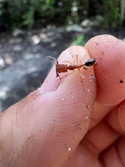 Odontomachus insularis