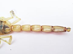 Androctonus amoreuxi