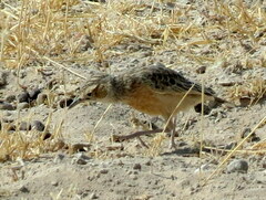 Chersomanes albofasciata erikssoni