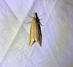 Donacaula forficella