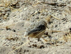 Chersomanes albofasciata erikssoni