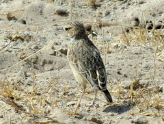 Chersomanes albofasciata erikssoni