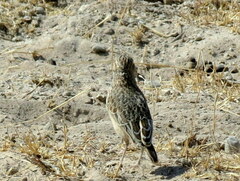 Chersomanes albofasciata erikssoni