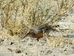 Chersomanes albofasciata erikssoni