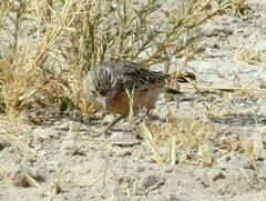 Chersomanes albofasciata erikssoni