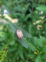Halyomorpha halys