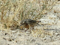 Chersomanes albofasciata erikssoni