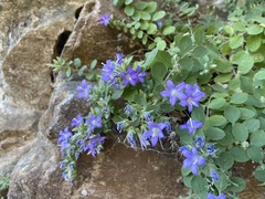 Campanula amorgina