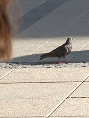 Columba livia domestica