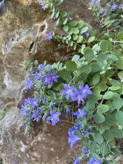 Campanula amorgina