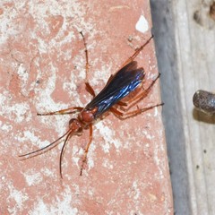 Tachypompilus ferrugineus