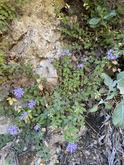 Campanula amorgina