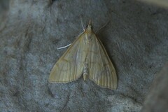 Anania crocealis