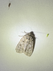 Acronicta modica