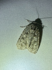 Acronicta modica